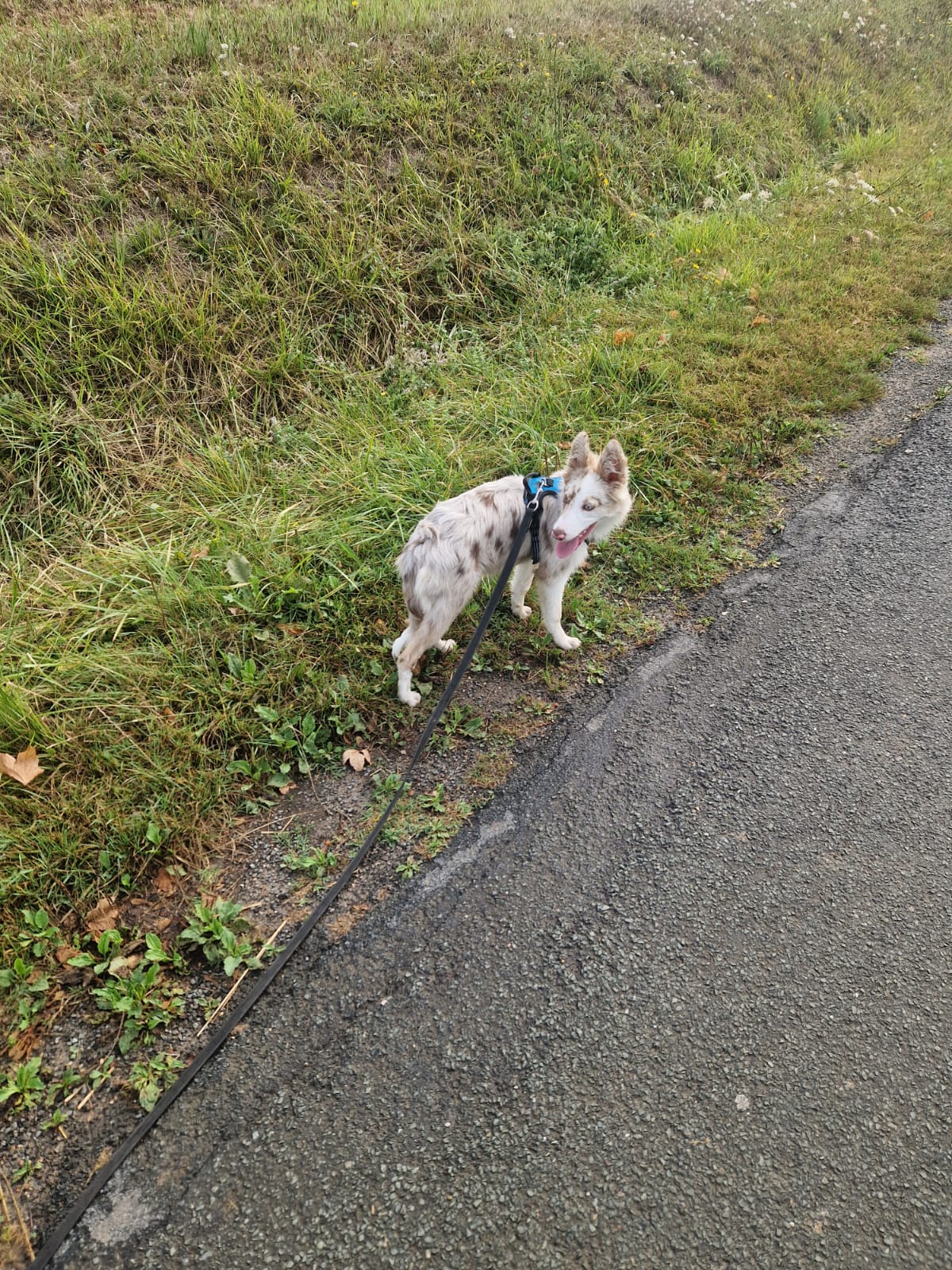 Service de balade pour chiens